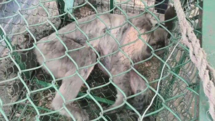 Forest Department personnel and veterinarians from Bengal Safari Park carry out a rescue operation after tranquilising and capturing a monkey that injured 11 people in different parts of Naxalbari over the past four days. Wednesday, 03 June 2026.